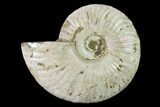 Silver Iridescent Ammonite (Cleoniceras) Fossil - Madagascar #137390-1